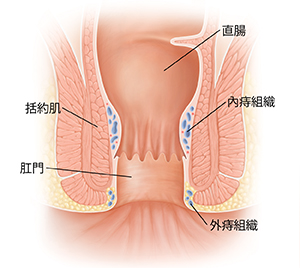 正常直腸和肛門的橫截面。