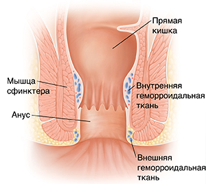 Поперечное сечение нормальной прямой кишки и заднего прохода.