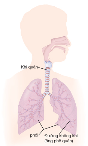 Khí quản, phổi và đường hô hấp (ống phế quản)