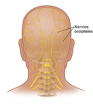 Vista posterior de la cabeza que muestra el cráneo, la columna cervical y los nervios occipitales.