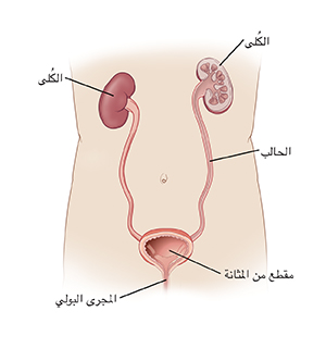 صورة أمامية للجسد تُظهر الكلى، والحالبين، والمثانة. تظهر المثانة وإحدى الكليتين في المقطع العرضي.