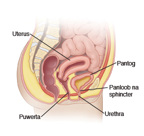 Uterus, Puwerta, Pantog, Panloob na sphincter, Urethra