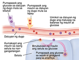 Cross section ng daluyan ng dugo at selula na ipinakikita ang insulin at glucose na magkasamang nagtatrabaho nang normal.